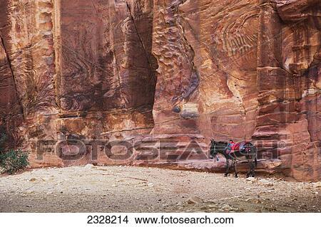 Picture - Jordan, Donkey on Street of Facades; Petra. Fotosearch