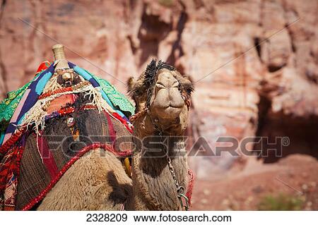 Jordan, Portrait of camel; Petra View Large Photo Image Stock Photo - Jordan, Portrait of camel; Petra. Fotosearch