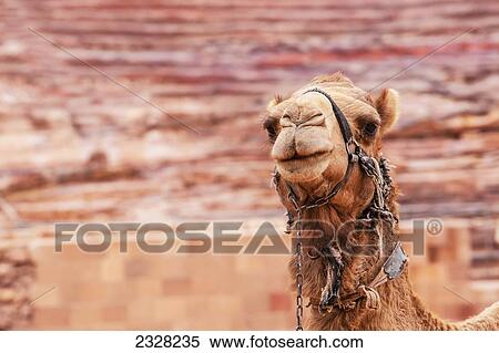 Stock Photography - Jordan, Portrait of camel; Petra. Fotosearch