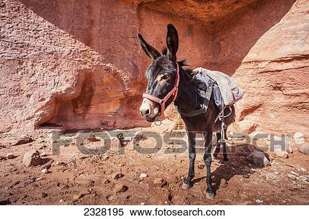 Stock Photography - Jordan, Portrait of donkey; Petra. Fotosearch
