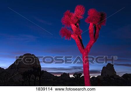 Joshua Tree At Dusk; Quail Valley, Joshua Tree National Park, California, Usa View Large Photo Image Picture - Joshua Tree At Dusk; Quail Valley, Joshua Tree National Park, California, Usa. Fotosearch