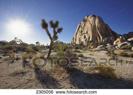 Stock Photograph - Joshua Tree National Park; California Usa. Fotosearch