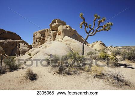 Stock Photography - Joshua Tree National Park; California Usa. Fotosearch