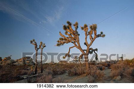 Joshua Tree National Park View Large Photo Image Stock Image - Joshua Tree National Park. Fotosearch