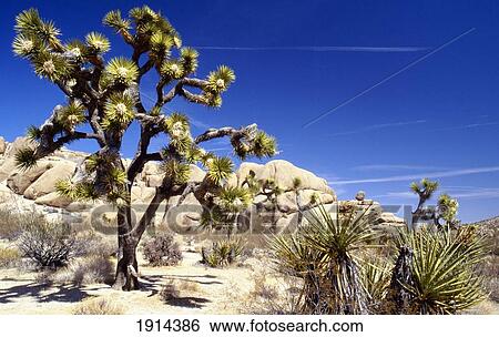 Joshua Tree National Park View Large Photo Image Stock Photograph - Joshua Tree National Park. Fotosearch