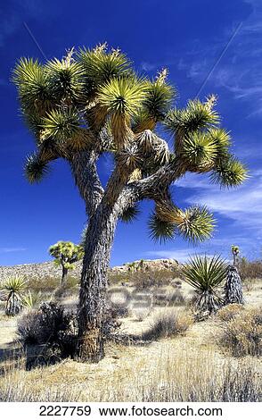 Stock Photo - Joshua Tree, Np, California, Usa.. Fotosearch