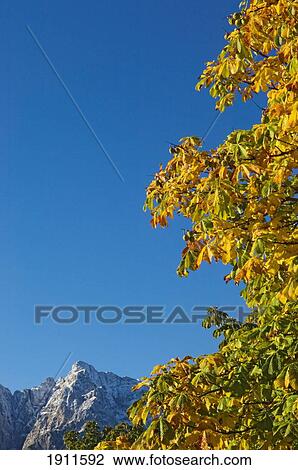 Stock Image - Julian Alps, Tree Branch In Foreground, Slovenia. Fotosearch