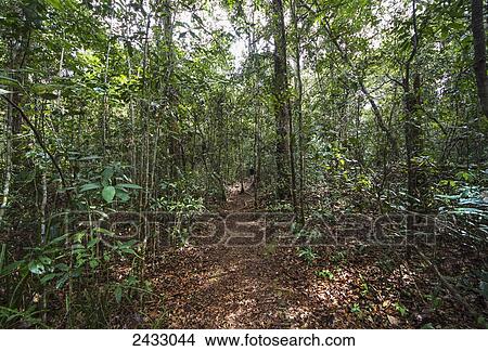 Picture - Jungle by Tangung Harapan, Tanjung Puting National Park, Central Kalimantan, Borneo, Indonesia. Fotosearch