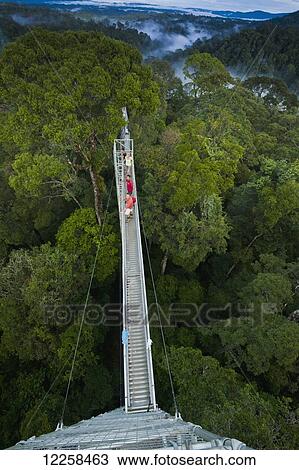 Stock Image - Jungle canopy walk at Ulu Temburong National Park; Brunei. Fotosearch
