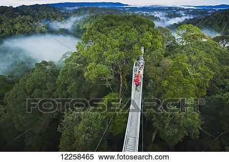 Jungle canopy walk at Ulu Temburong National Park; Brunei View Large Photo Image Stock Photography - Jungle canopy walk at Ulu Temburong National Park; Brunei. Fotosearch