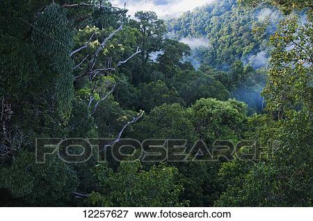 Jungle scene on canopy walk at Ulu Temburong National Park; Brunei View Large Photo Image Stock Photo - Jungle scene on canopy walk at Ulu Temburong National Park; Brunei. Fotosearch