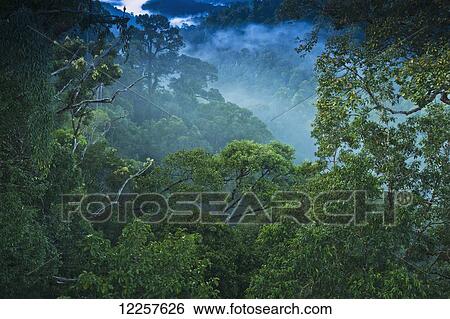 Jungle scene on canopy walk at Ulu Temburong National Park; Brunei View Large Photo Image Stock Photograph - Jungle scene on canopy walk at Ulu Temburong National Park; Brunei. Fotosearch