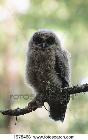 Juvenile Northern Spotted Owl (Strix Occidentalis) with mouse in claw on tree branch View Large Photo Image Stock Photo - Juvenile Northern Spotted Owl (Strix Occidentalis) with mouse in claw on tree branch. Fotosearch