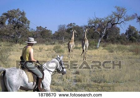 Kalahari Desert View Large Photo Image Stock Image - Kalahari Desert. Fotosearch