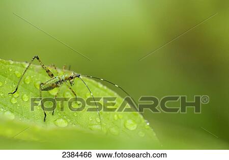 Katydid nymph perched on wet leaf; Les Cedres, Quebec, Canada View Large Photo Image Stock Photograph - Katydid nymph perched on wet leaf; Les Cedres, Quebec, Canada. Fotosearch