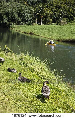 Kauaʻ I, Hawaii, United States Of America; Kayakers Pass Hawaiian Geese (Branta Sandvicensis) Along The Hanalei River View Large Photo Image Picture - Kauaʻ I, Hawaii, United States Of America; Kayakers Pass Hawaiian Geese (Branta Sandvicensis) Along The Hanalei River. Fotosearch