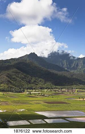 Kauaʻ I, Hawaii, United States Of America; Hanalei Valley With Taro Fields And A Lush Mountain Backdrop View Large Photo Image Stock Image - Kauaʻ I, Hawaii, United States Of America; Hanalei Valley With Taro Fields And A Lush Mountain Backdrop. Fotosearch