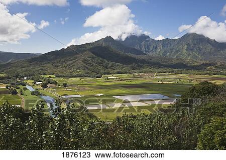 Stock Image - Kaua&#699; I, Hawaii, United States Of America; Hanalei Valley With Taro Fields, Hanalei River And A Lush Mountain Backdrop. Fotosearch