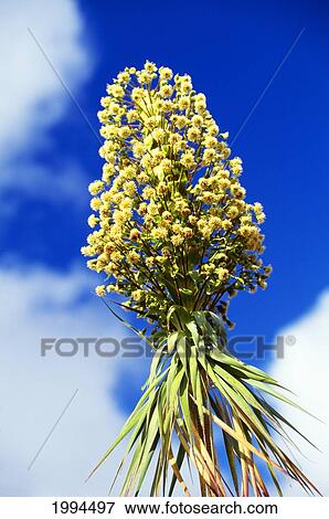 Kauai, Closeup Of Flowering Iliau Native Plant Related To Silversword, Upward View With Blue Sky And Clouds View Large Photo Image Stock Photo - Kauai, Closeup Of Flowering Iliau Native Plant Related To Silversword, Upward View With Blue Sky And Clouds. Fotosearch