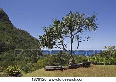 Stock Photograph - Kauai, Hawaii, United States Of America; Open Park Area Of The Limahuli Garden Of The National Tropical Botanical Garden With Sitting Benches And A View Of The Ocean. Fotosearch