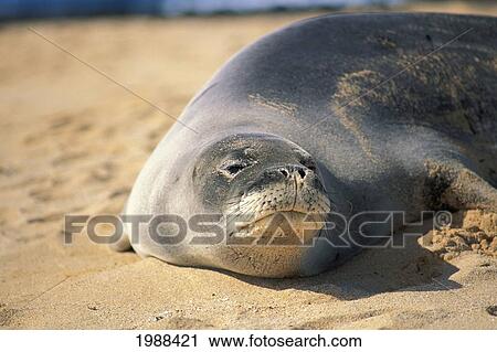 Stock Image - Kauai, Poipu Beach, Hawaiian Monk Seal Closeup (Monachus Schauinslandi) In Sand. Fotosearch