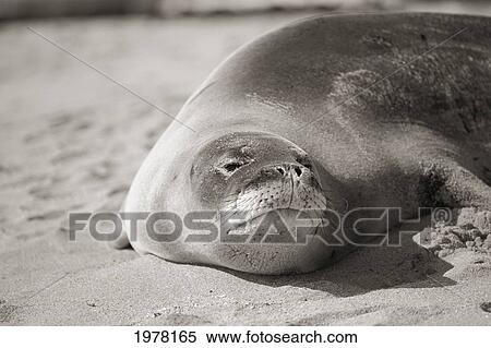 Stock Photography - Kauai, Poipu Beach, Hawaiian Monk Seal(Monachus Schauinslandi) On Beach (Sepia Photograph).. Fotosearch