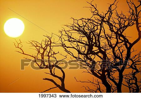 Keawe Tree Silhouette Of Bare Branches, Sunset Orange Sky Golden Sun Ball A24A View Large Photo Image Stock Image - Keawe Tree Silhouette Of Bare Branches, Sunset Orange Sky Golden Sun Ball A24A. Fotosearch