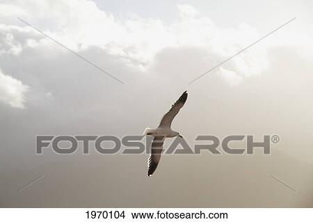 Picture - Kelp Gull (Larus Dominicanus) Flying Over Estero Elefantes, Aysen Region, Chile. Fotosearch