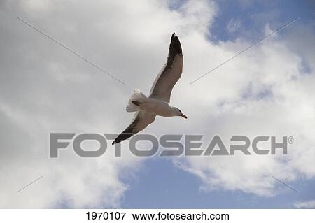 Kelp Gull (Larus Dominicanus) Flying Over Estero Elefantes, Aysen Region, Chile View Large Photo Image Stock Photo - Kelp Gull (Larus Dominicanus) Flying Over Estero Elefantes, Aysen Region, Chile. Fotosearch