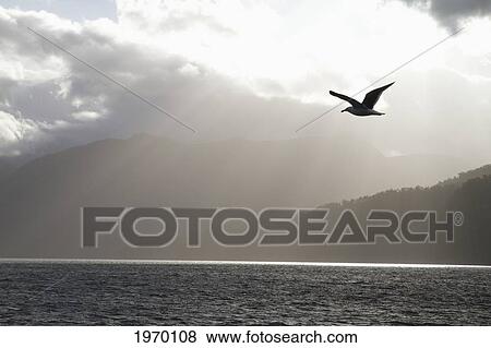 Kelp Gull (Larus Dominicanus) Flying Over Estero Elefantes, Aysen Region, Chile View Large Photo Image Stock Photo - Kelp Gull (Larus Dominicanus) Flying Over Estero Elefantes, Aysen Region, Chile. Fotosearch