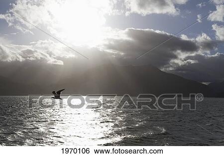 Kelp Gull (Larus Dominicanus) Flying Over Estero Elefantes, Aysen Region, Chile View Large Photo Image Stock Photograph - Kelp Gull (Larus Dominicanus) Flying Over Estero Elefantes, Aysen Region, Chile. Fotosearch