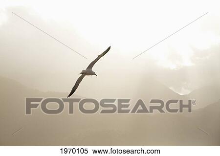 Stock Photography - Kelp Gull (Larus Dominicanus) Flying Over Estero Elefantes, Aysen Region, Chile. Fotosearch