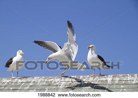 Stock Image - Kelp Gull (Larus Dominicanus), Horcon, Valparaiso Region, Chile. Fotosearch