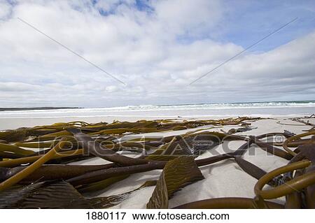 Kelp Washed Up On Beach At Surf Bay View Large Photo Image Stock Photo - Kelp Washed Up On Beach At Surf Bay. Fotosearch