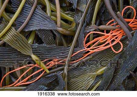 Stock Photo - Kelp Washed Up On The Beach. Fotosearch