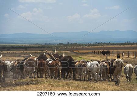 Kenya, Ankole cattle and herdsman in Ol Pejeta Conservancy; Laikipia County View Large Photo Image Stock Image - Kenya, Ankole cattle and herdsman in Ol Pejeta Conservancy; Laikipia County. Fotosearch