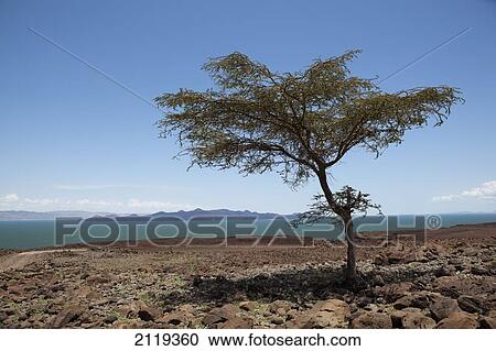Stock Image - Kenya, Barren scenery around Loyangalani; Lake Turkana. Fotosearch
