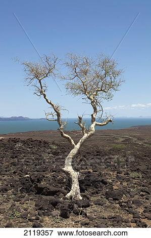 Kenya, Barren scenery around Loyangalani; Lake Turkana View Large Photo Image Stock Photo - Kenya, Barren scenery around Loyangalani; Lake Turkana. Fotosearch