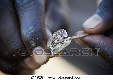 Stock Photo - Kenya, Close-up of human hand and Kenyan Carpet Viper ( Echis pyramidum); Lake Baringo area. Fotosearch