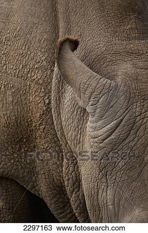 Stock Image - Kenya, Detail of Northern White Rhino in Ol Pejeta Conservancy; Laikipia County. Fotosearch