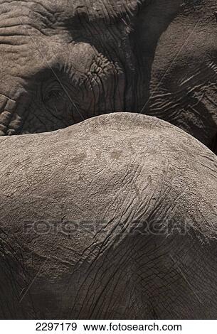 Kenya, Detail of young elephant in front of large old elephant in Ol Pejeta Conservancy; Laikipia Country View Large Photo Image Stock Photo - Kenya, Detail of young elephant in front of large old elephant in Ol Pejeta Conservancy; Laikipia Country. Fotosearch