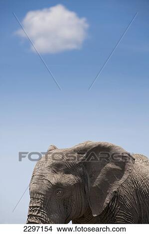 Kenya, Elephant in Ol Pejeta Conservancy; Laikipia County View Large Photo Image Picture - Kenya, Elephant in Ol Pejeta Conservancy; Laikipia County. Fotosearch
