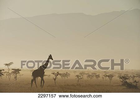 Stock Photo - Kenya, Giraffe at dawn in front of Mt Kenya in Ol Pejeta Conservancy; Laikipia County. Fotosearch