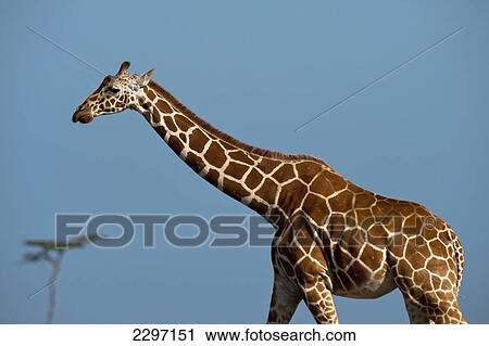 Kenya, Giraffe in Ol Pejeta Conservancy; Laikipia County View Large Photo Image Stock Image - Kenya, Giraffe in Ol Pejeta Conservancy; Laikipia County. Fotosearch