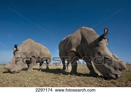 Picture - Kenya, Great Northern White Rhinos in Ol Pejeta Conservancy; Laikipia Country. Fotosearch