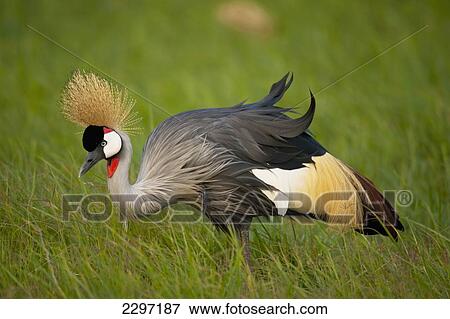 Stock Photo - Kenya, Grey Crowned Crane in Ol Pejeta Conservancy; Laikipia Country. Fotosearch