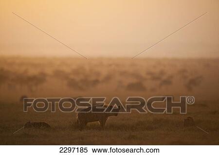 Kenya, Hyena with cubs at dawn in Ol Pejeta Conservancy; Laikipia Country View Large Photo Image Stock Photography - Kenya, Hyena with cubs at dawn in Ol Pejeta Conservancy; Laikipia Country. Fotosearch