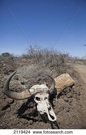 Kenya, Large buffalo skull beside painted sign directing guest to Joy's Camp; Shaba National Reserve View Large Photo Image Picture - Kenya, Large buffalo skull beside painted sign directing guest to Joy's Camp; Shaba National Reserve. Fotosearch