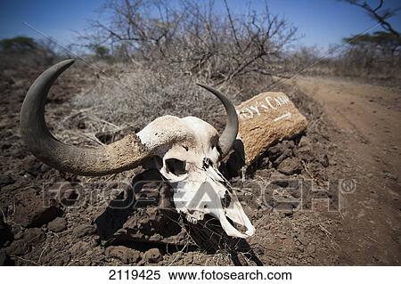 Kenya, Large buffalo skull beside painted sign directing guest to Joy's Camp; Shaba National Reserve View Large Photo Image Stock Photography - Kenya, Large buffalo skull beside painted sign directing guest to Joy's Camp; Shaba National Reserve. Fotosearch