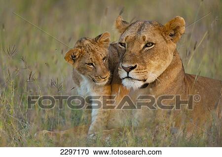 Kenya, Lioness with cub at dusk in Ol Pejeta Conservancy; Laikipia Country View Large Photo Image Stock Image - Kenya, Lioness with cub at dusk in Ol Pejeta Conservancy; Laikipia Country. Fotosearch